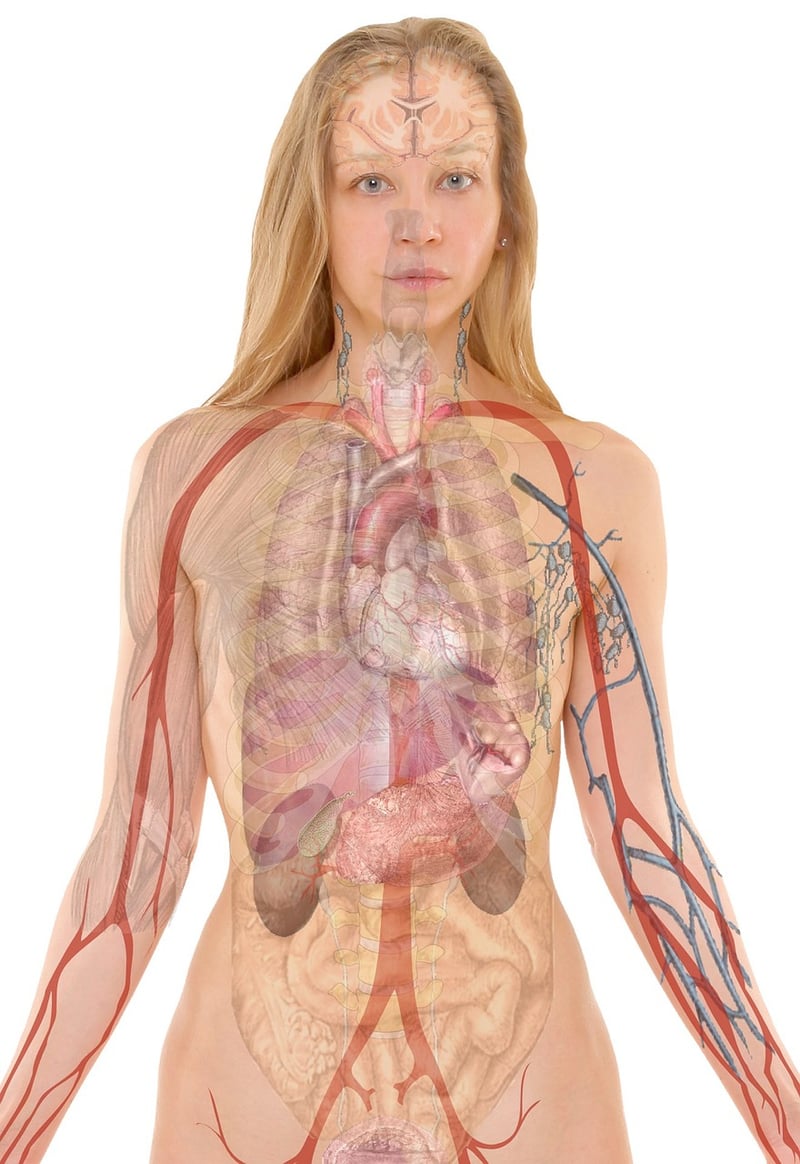 Body Chart